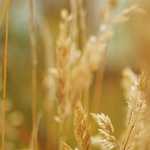 Tirada Gratis De Juegos Tragamonedas En Wazdan Casino